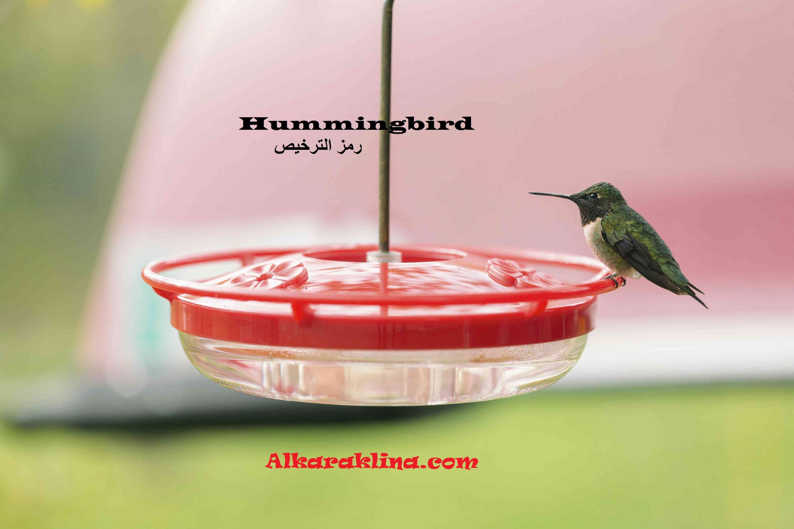 Hummingbird رمز الترخيص